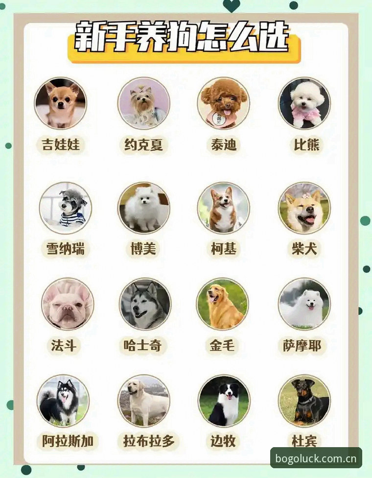 博狗app官网哪个好 博狗体育官网入口详解:如何选择安全可靠的博狗app官网哪个好