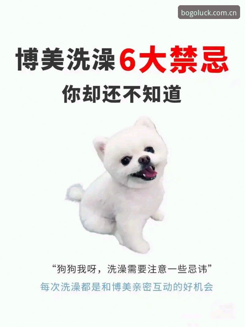 博狗官方下载最新版 深度揭秘:博狗官方下载最新版背后的真相,这些细节你必须知道!